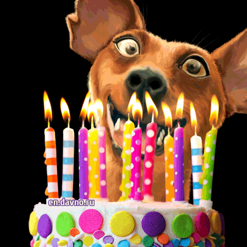 Hilarious DOG birthday GIF with birthday cake
