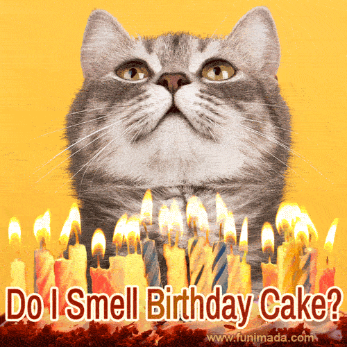 Do I Smell Birthday Cake? Funny cat & cake happy birthday GIF.