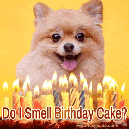 What Do You Write In A Dogs Birthday Card