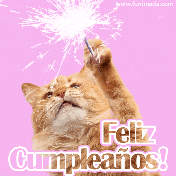 Agresivo Una noche cable Feliz cumpleaños gato con bengala Gif Meme — Descargar en Funimada.com