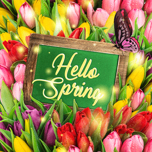 Hello Spring - colorful tulips and sparkles GIF - Download on ...