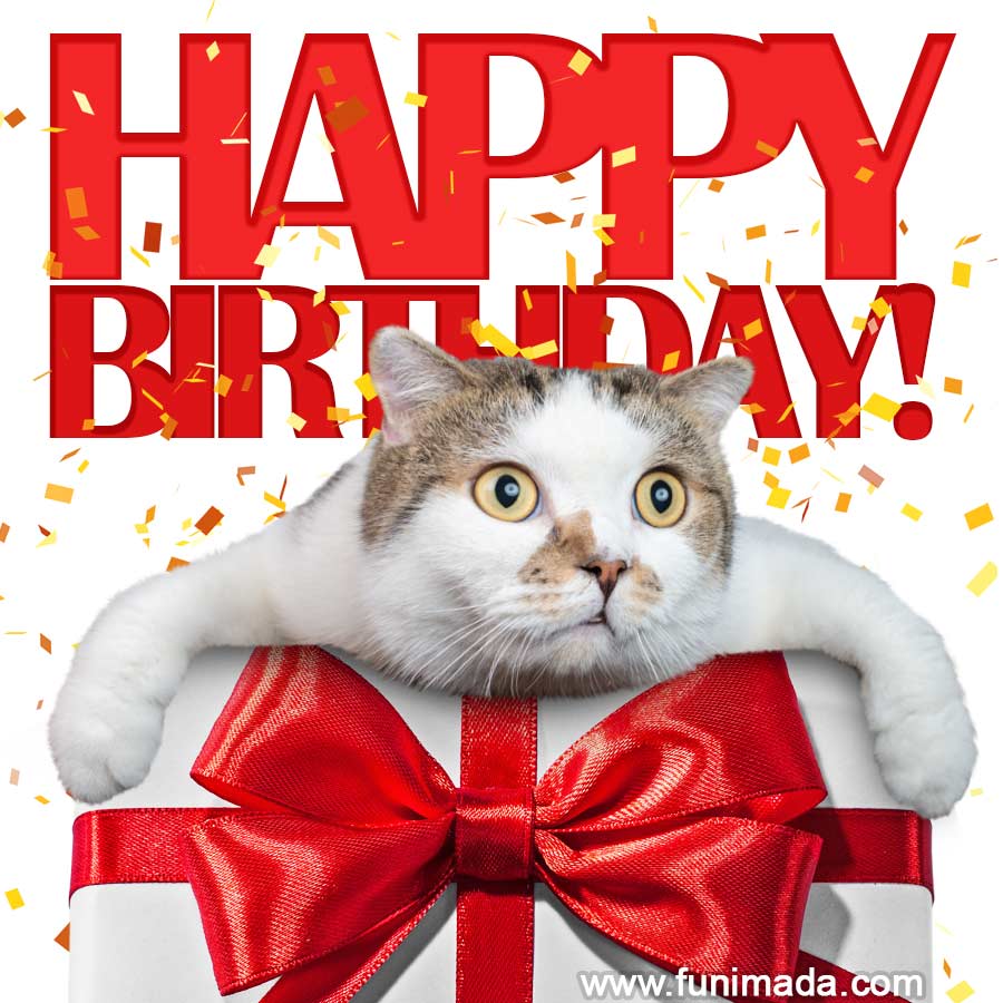 Funny Cat Happy Birthday Animated GIF — Download on Funimada.com