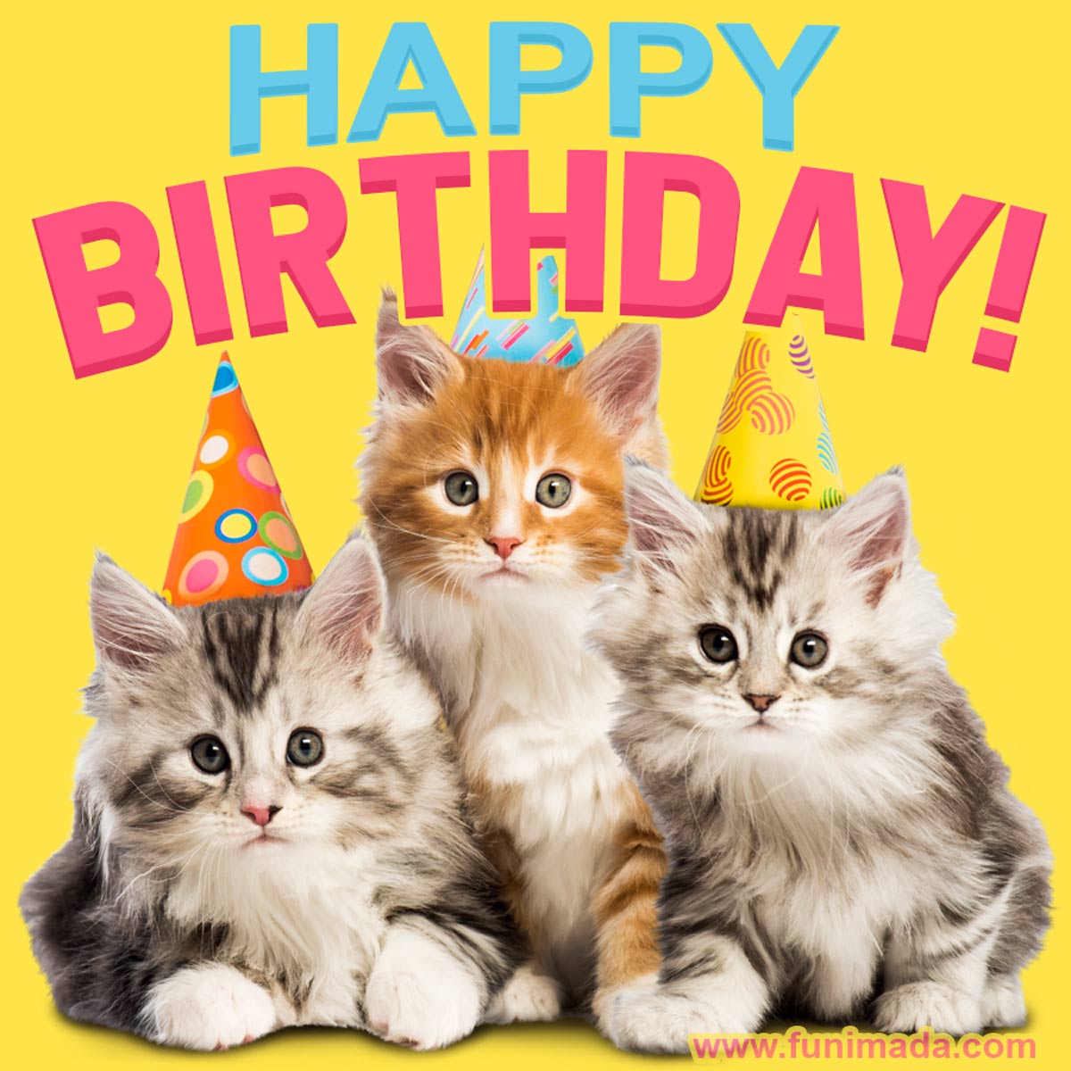 Three cute little kittens happy birthday gif — Download on Funimada.com