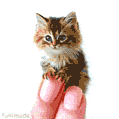 An adorable animated GIF of a fluffy brown kitten with big blue eyes resting gently on a manicured fingertip. The tiny paws add to its delicate charm.