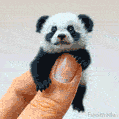 A ridiculously small baby panda clings to the tip of a human thumb in this animated GIF, looking up with innocent eyes and tiny paws gripping gently.
