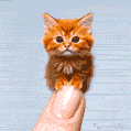 A playful ginger kitten balances on a fingertip in this AI-generated GIF. Its fluffy fur and curious eyes make this tiny cat animation absolutely heart-melting.