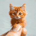 A minuscule, fluffy orange kitten with wide-set blue eyes perches on a human finger in this GIF, gazing around with innocent curiosity. Soft, adorable, and surreal!