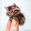 A ridiculously tiny tabby kitten clutches a human fingertip in this cute GIF. Its big eyes and fluffy fur make it a must-see AI-generated animation.