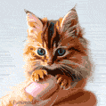 An incredibly tiny AI-generated tabby kitten clings to a human fingertip in this heartwarming GIF, its big blue eyes adding to the charm.