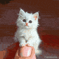 A tiny snow-white kitten with pink ears sits calmly on a fingertip in this AI GIF. Its delicate paws and soft fur make it look like a magical creation.