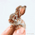 An animated GIF of an impossibly tiny bunny sitting on a human fingertip, its soft fur and oversized ears making it look even more adorable.