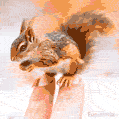 An animated GIF of a tiny squirrel delicately balanced on two human fingers, holding a nut in its paws while its bushy tail fluffs up behind it.