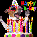 Funny happy birthday party GIF. Hilarious dancing dog and a cake.