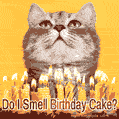 Do I Smell Birthday Cake? Funny cat & cake happy birthday GIF.
