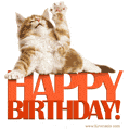 Happy birthday funny cat meme GIF