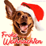 Ein fröhlicher Hund mit Weihnachtsmütze und einer verspielten Pose auf weißem Hintergrund.