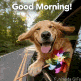 A joyful golden retriever sticks its head out of a moving car window with ears flying in the wind, holding a colorful spinning pinwheel under a bold Good Morning message.