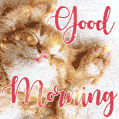 Cute Cat Good Morning GIF