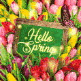 Hello Spring - colorful tulips and sparkles GIF