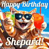A cheerful cat wearing sunglasses, enjoying drinks on a sunny beach chair, with the text 'Happy Birthday Shepard!' in bright letters.