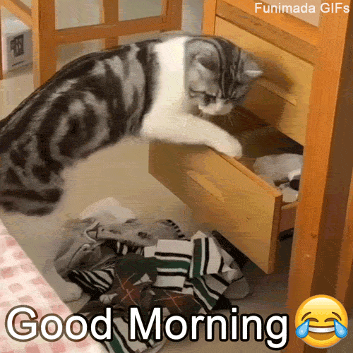 Daily Dose Of Laughter Meme GIFs Collection Funimada