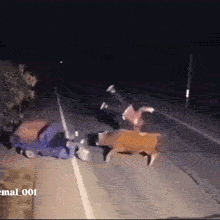 Nighttime CCTV-style footage shows a blue motor scooter crashing into a brown cow on a dark road. The driver flips into the air, lands on the cow's back, and rides off into the dark.