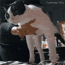 A humorous internet meme recreation. The feline is held mid-air, its body being moved rhythmically in a parody of the popular 'Polish Cow' viral video.