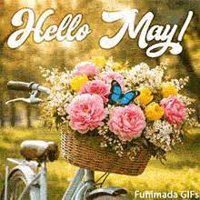 A vintage blue bicycle with a wicker basket full of pink peonies and yellow tulips. A bright blue butterfly sits on the flowers. Sunlight shines through trees behind the text 'Hello May!'.