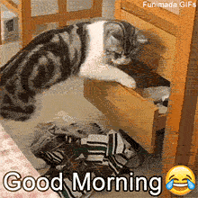 Animated GIF of a funny tabby cat reaching into a dresser drawer and pulling out socks one by one, tossing them onto the floor, with a 'Good Morning' caption and laughing emoji.