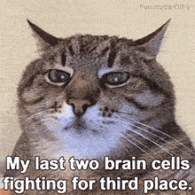 An animated GIF shows a close-up of a grumpy tabby cat with green eyes and airplane ears. It struggles to stay awake, slowly blinking, with the caption 'My last two brain cells fighting for third place.'