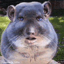 A fluffy chinchilla with digitally added human blue eyes and a subtle smirk, sitting on a rock in a sunny garden, looking directly at the viewer with an uncanny expression.