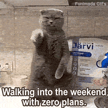 A grey Scottish Fold cat stands on its hind legs on a kitchen counter, rhythmically moving its front paws as if dancing. The cat has a relaxed, squinting expression. Bold text reads, 'Walking into the weekend with zero plans.'
