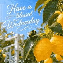 Bright yellow lemons hang from a tree branch with wet green leaves covered in morning dew. A fuzzy bumblebee sits on a leaf against a blue sky. Cursive text says Have a blessed Wednesday.