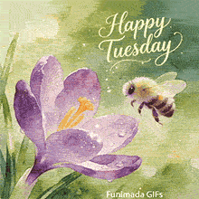 A beautiful watercolor painting of a purple crocus flower covered in dew drops. A cute, fluffy bumblebee flies towards the bloom. 'Happy Tuesday' is written in elegant white script in the corner.