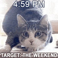 A wide-eyed tabby cat in a low pounce position stares intensely at the camera, with '4:59 PM' text at the top and 'TARGET: THE WEEKEND' at the bottom on a blurred indoor background.