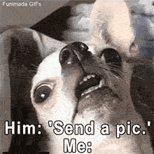 Animated reaction card featuring a funny dog. The chihuahua's awkward pose perfectly captures the reality of opening your front camera accidentally or taking a bad selfie.