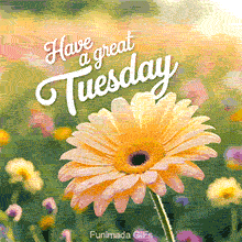 A pastel daisy in full bloom is centered in a bright flower meadow, while white text saying 'Have a great Tuesday' gently animates above it in cursive font.