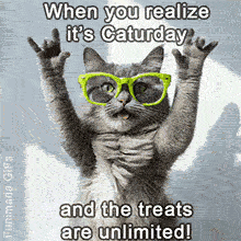A fluffy gray cat wearing neon green glasses raises its paws joyfully in the air with the text 'When you realize it's Caturday and the treats are unlimited!'