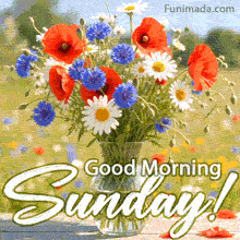 Colorful mix of red poppies blue cornflowers white daisies and green stems sits in a glass vase on wood under the prominent Good Morning Sunday script with a blurred meadow backdrop