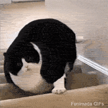 A chunky black and white cat lies on its side and comically slides headfirst down a flight of beige carpeted stairs, looking like a liquid puddle flowing from one step to the next.