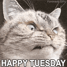 A highly expressive tabby cat staring off-camera with a look of pure shock and disbelief. The words 'HAPPY TUESDAY' are positioned below the cat's face in clear, block lettering.