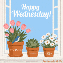 Three clay flower pots holding pink tulips, a green succulent, and white daisies sit on a white windowsill, with a tiny bluebird perched under Happy Wednesday text.