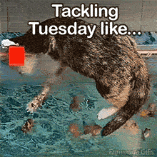 Animated meme shows a fluffy tabby cat dramatically diving headfirst into a pool of water to catch fish, The funny caption reads 'Tackling Tuesday like...'.