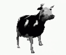 polish cow dance meme
