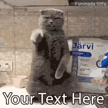 Create your own hilarious dancing cat meme! Add custom text to this funny editable GIF of a gray Scottish Fold cat standing on a kitchen counter.