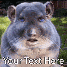 React to baffling internet moments with the ultimate ironic meme. Customize the famous "Sigma Chinchilla" animated GIF generator with your own funny caption.