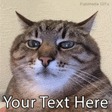 Fed up with nonsense? Customize this funny animated GIF of an annoyed, judging cat with your own sarcastic caption. Perfect for reacting to silly texts.