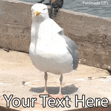 Generate a custom meme instantly! Type your own text over this hilarious real-life video of a seagull tapping its feet and awkwardly dancing by the water.