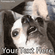 When you accidentally open the front-facing camera! Customize this funny animated GIF of a wide-eyed Chihuahua waking up with your own relatable caption.