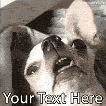 Did I just hear that right? Customize this funny animated GIF of a derpy dog looking sideways with your own relatable caption. Perfect for reacting to wild gossip!